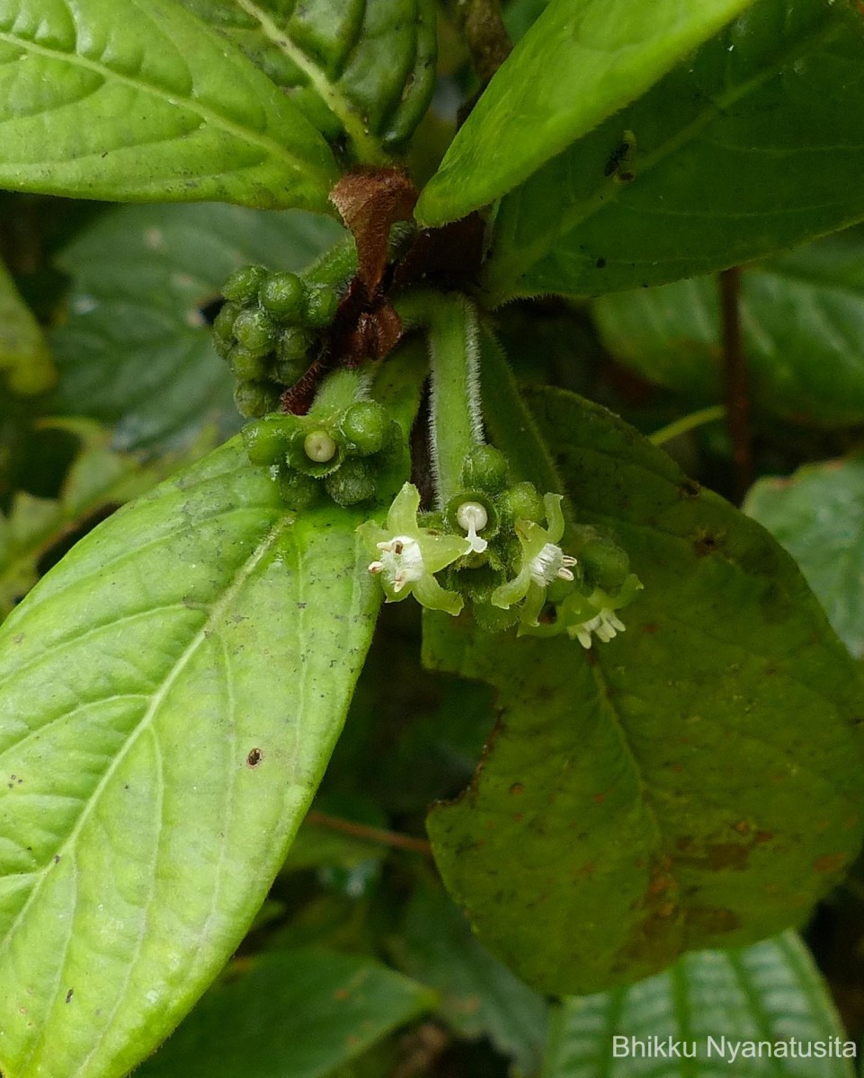 Psychotria dubia var. dubia (Wight) Alston